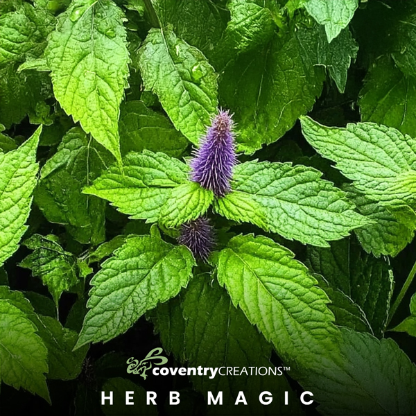 Nov2024 HerbMagic